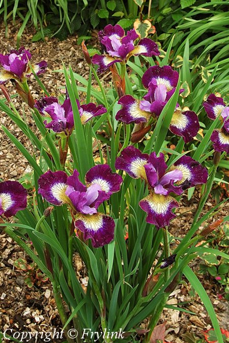 Iris Sibirica-Ryhm 'Contrast In Styles' loistokurjenmiekka